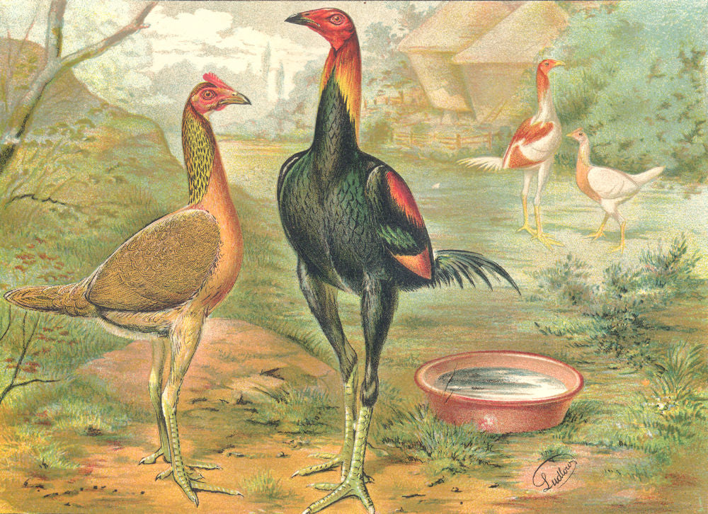 BIRDS. Cockfighting. Colour Chromolithograph. Exhibition Game (Wright) 1900